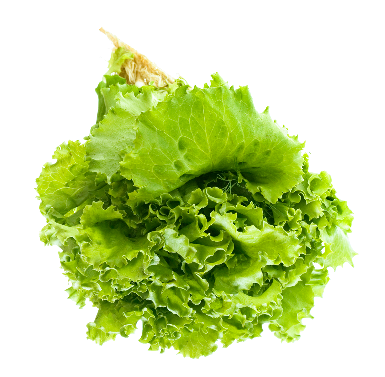 Lettuce Green Butterhead Transparent PNG Image