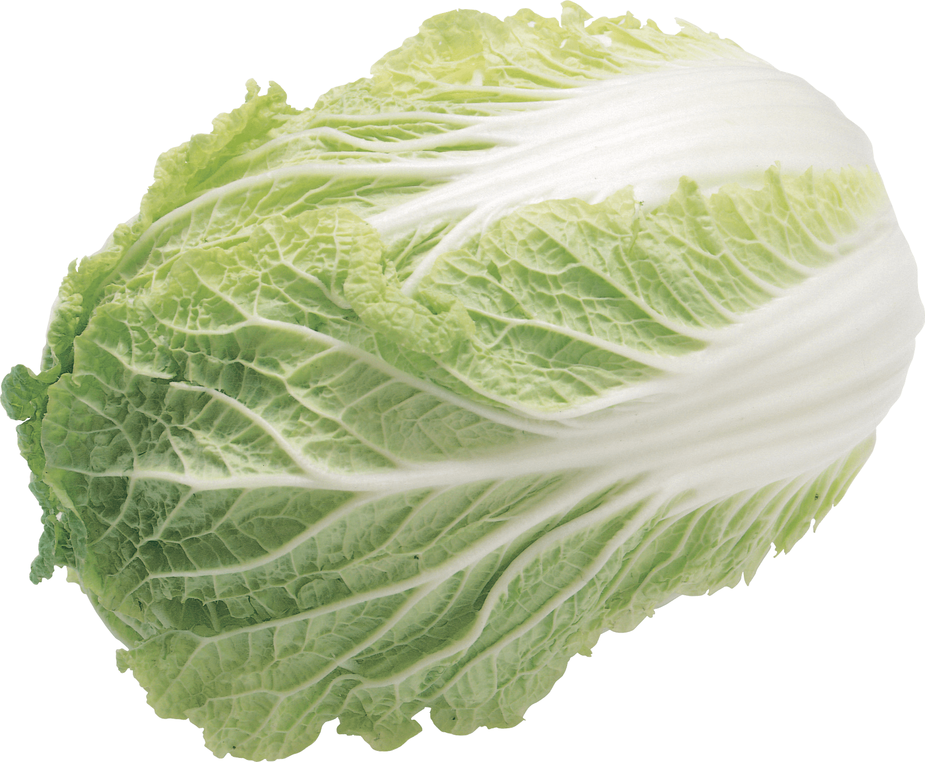 Lettuce Green Butterhead Transparent PNG Image