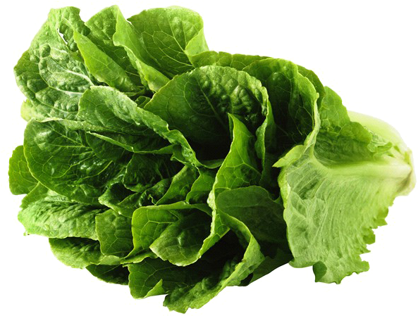 Lettuce Green Butterhead Transparent PNG Image