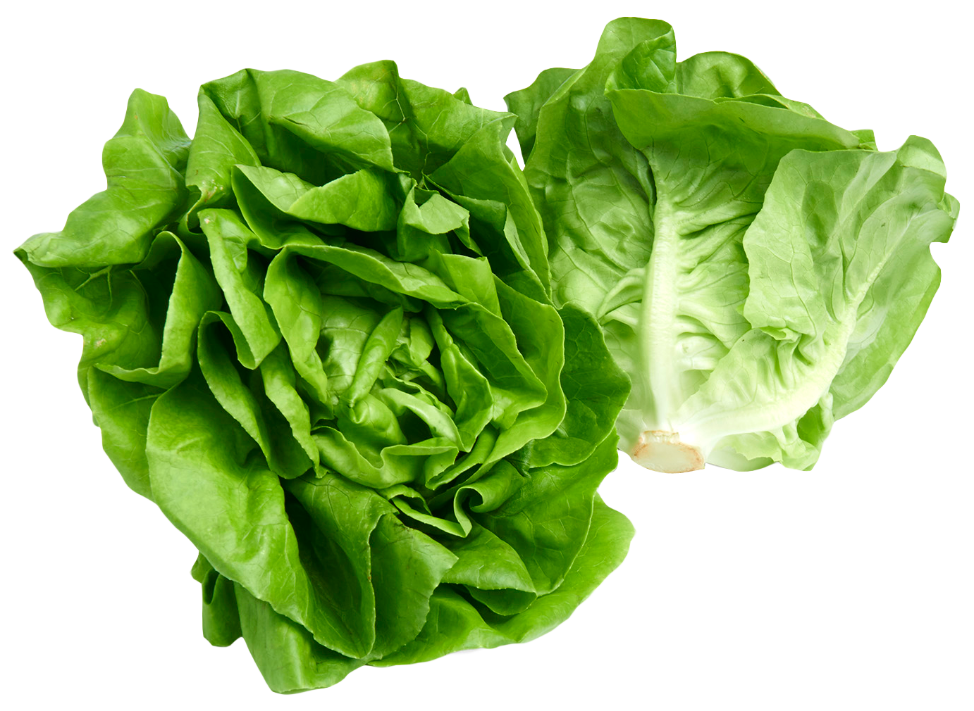 Fresh Green Lettuce Transparent PNG Image