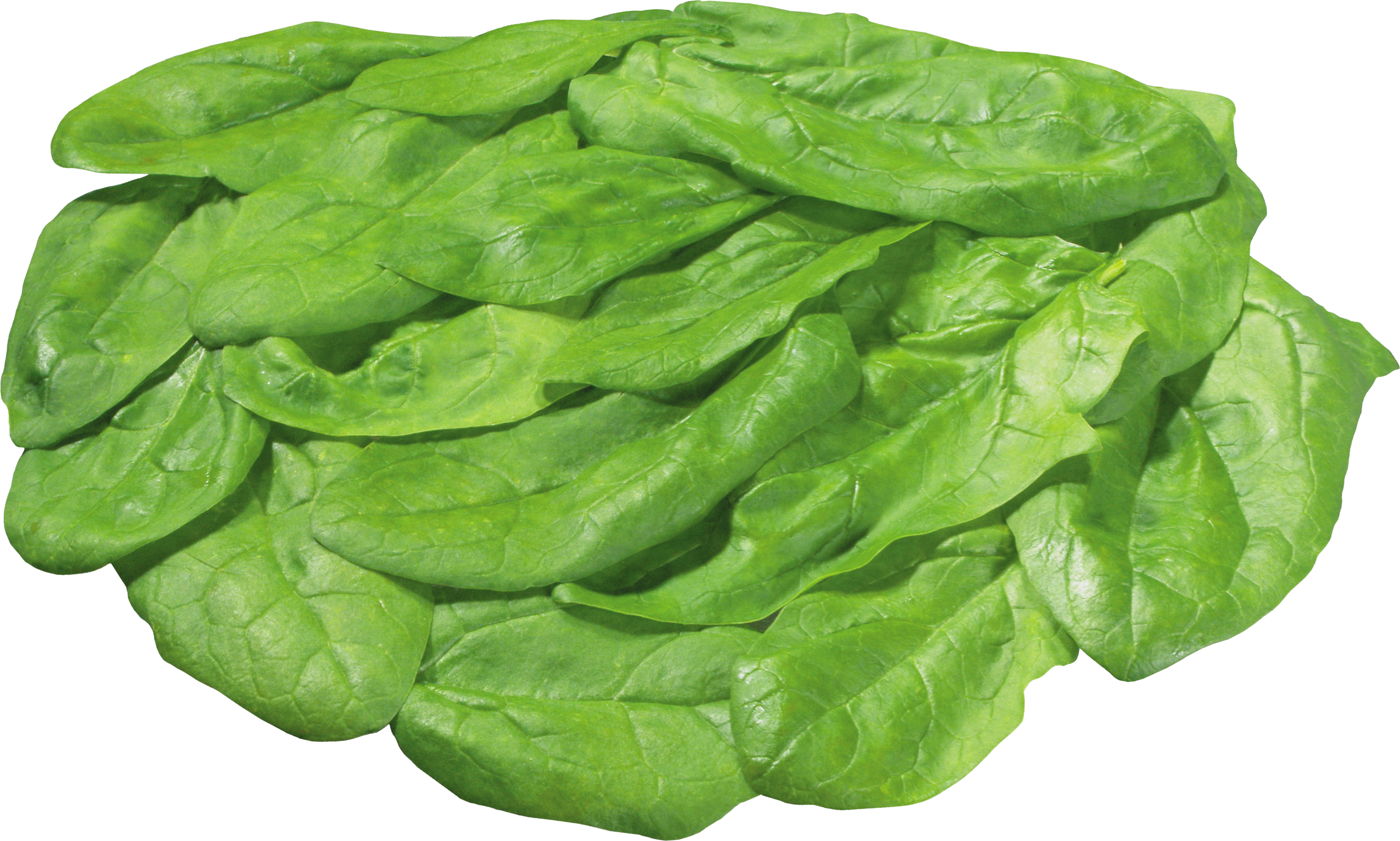 Fresh Green Lettuce Transparent PNG Image