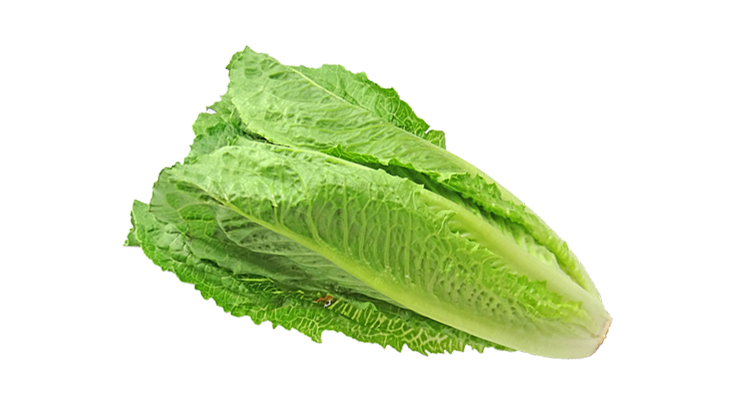 Fresh Green Lettuce Transparent PNG Image