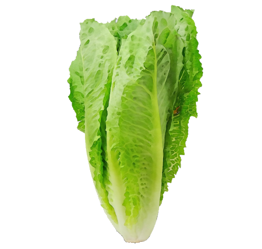 Fresh Green Lettuce Transparent PNG Image
