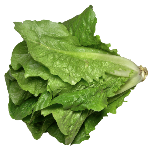 Fresh Green Lettuce Transparent PNG Image