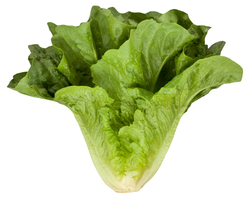 Fresh Green Lettuce Transparent PNG Image