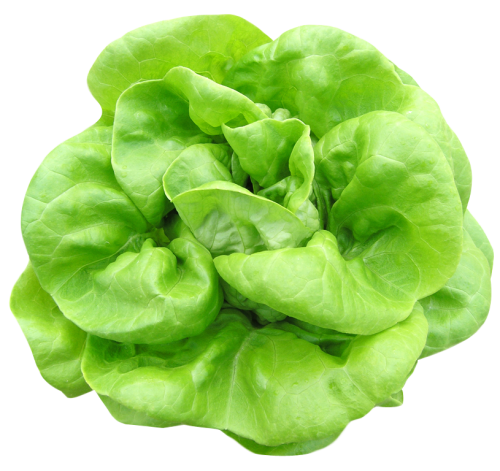 Lettuce Green Transparent PNG Image