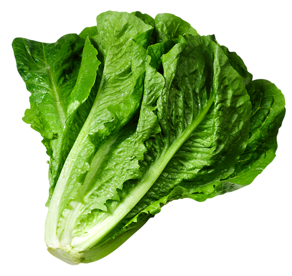 Lettuce Green Transparent PNG Image