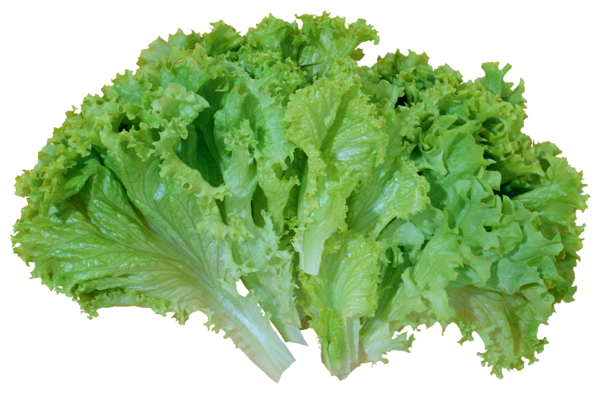 Lettuce Green Transparent PNG Image