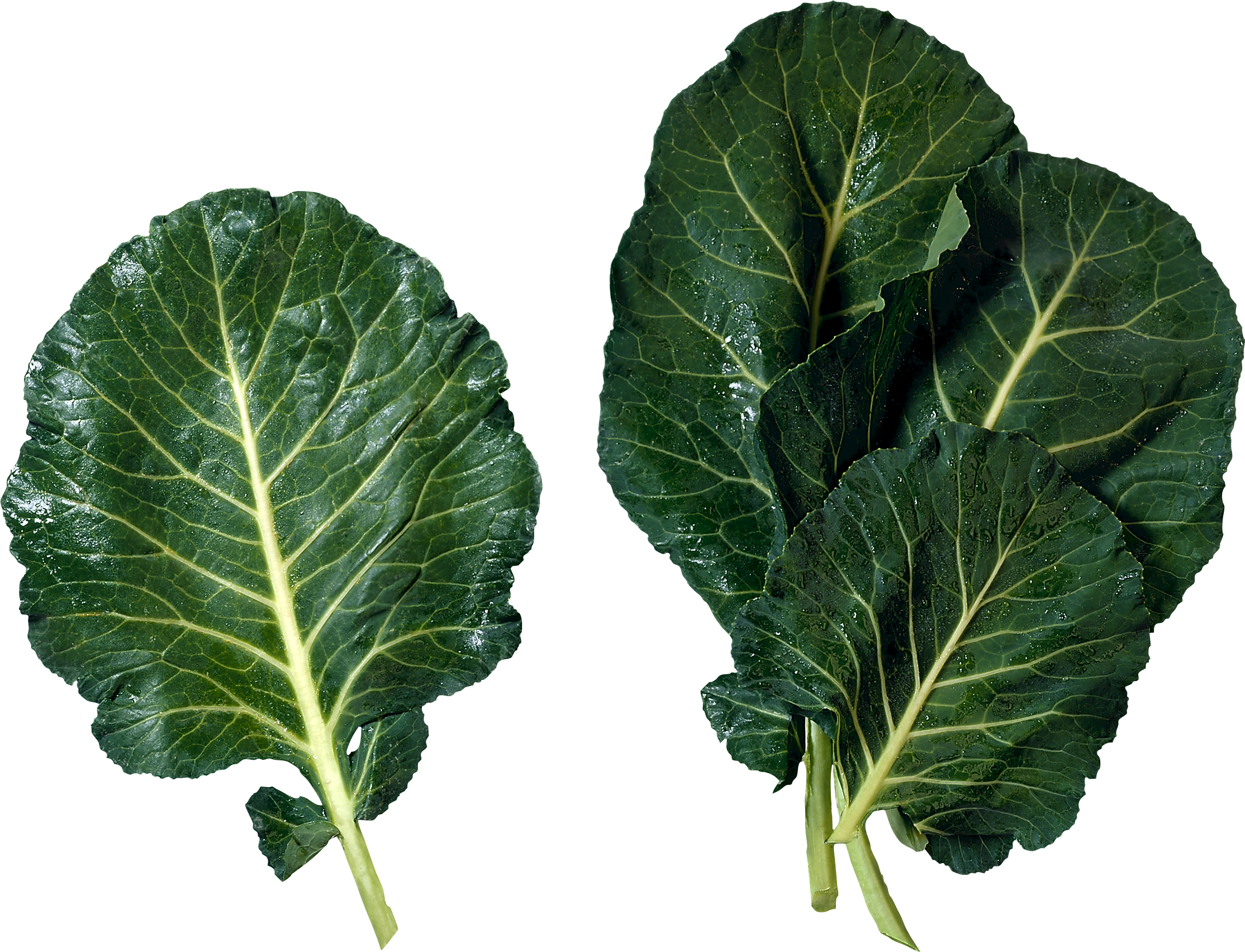 Lettuce Green Transparent PNG Image