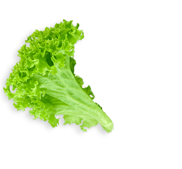 Lettuce Green Transparent PNG Image