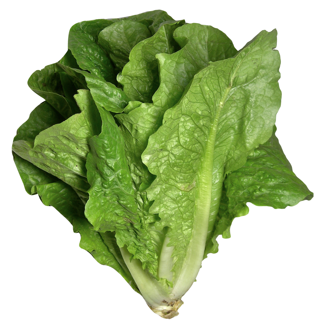Green Organic Lettuce Transparent PNG Image