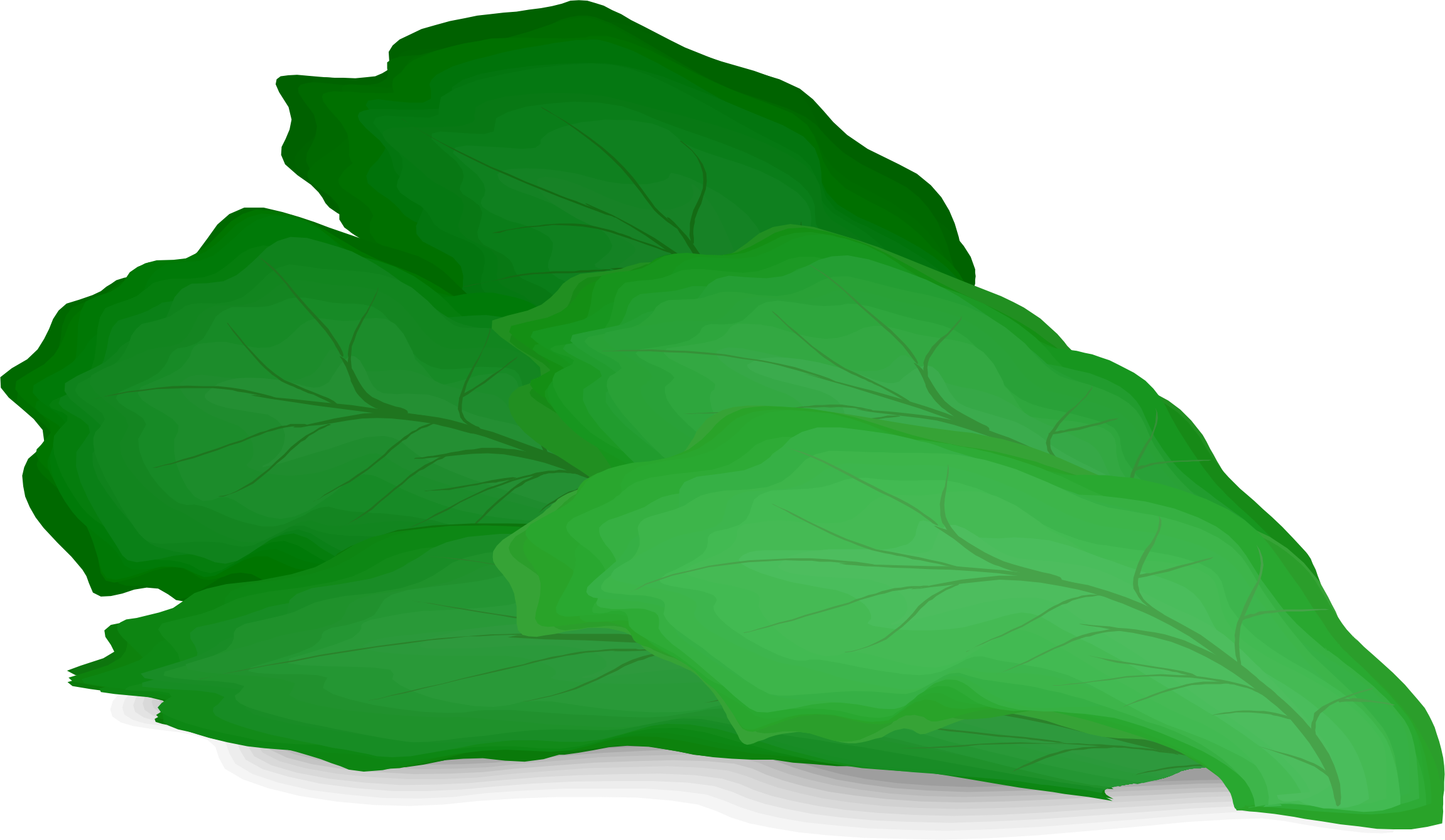 Lettuce Vector Green Transparent PNG Image