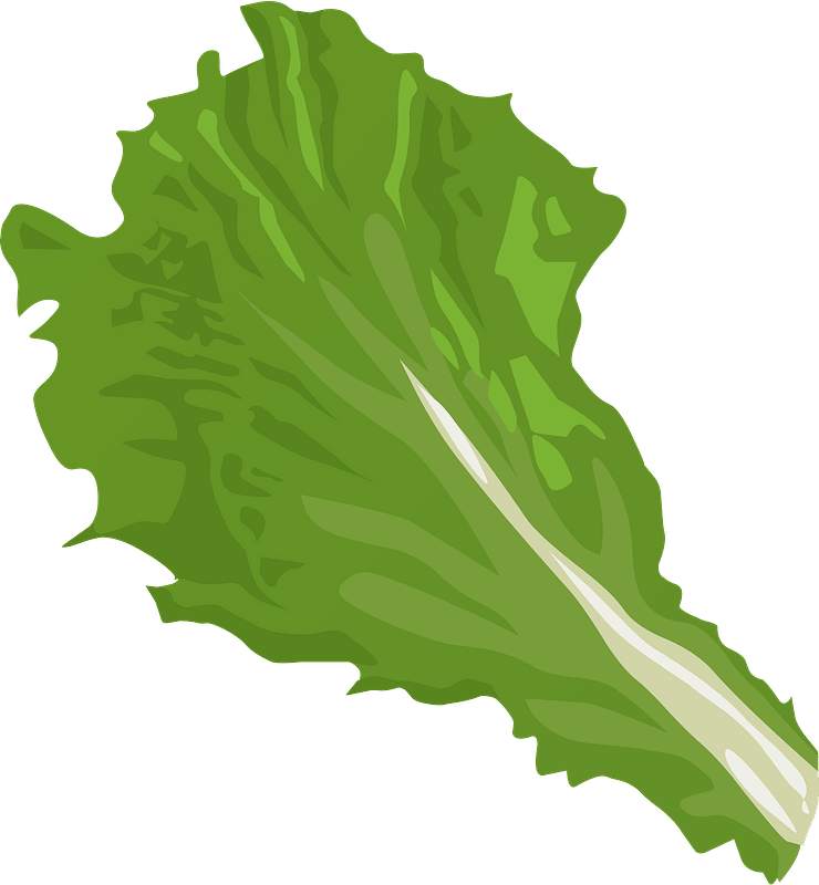 Lettuce Vector Green Transparent PNG Image