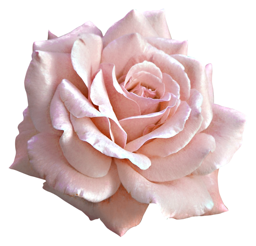 Pink Rose Large Flower Light Transparent PNG Image