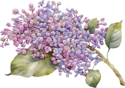 Lilac Transparent PNG Image
