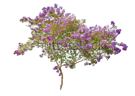 Lilac Transparent PNG Image
