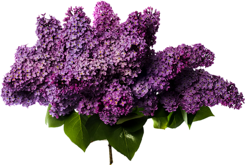 Lilac Transparent PNG Image