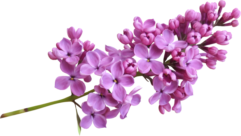 Lilac Transparent PNG Image