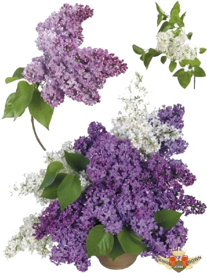 Lilac Transparent PNG Image