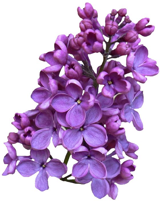 Lilac Transparent PNG Image