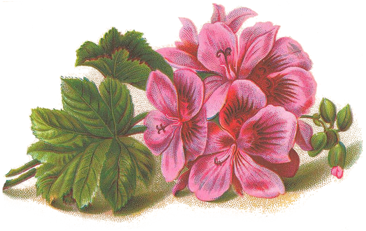 Lilac Transparent PNG Image
