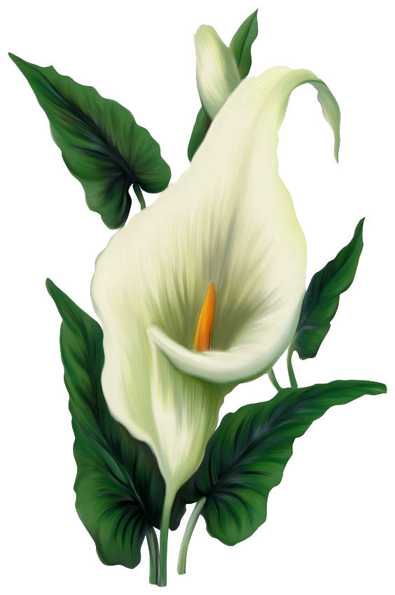 Lily File Transparent PNG Image