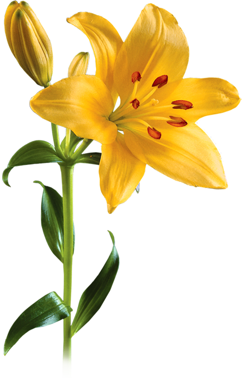 Lily Transparent PNG Image