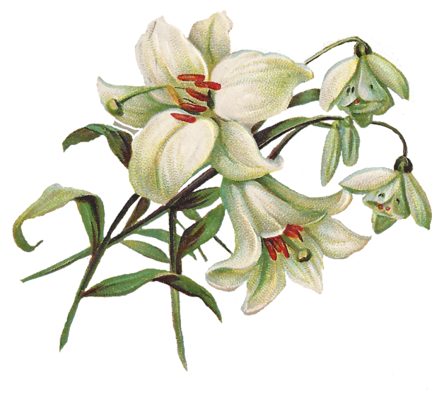 Lily Transparent PNG Image