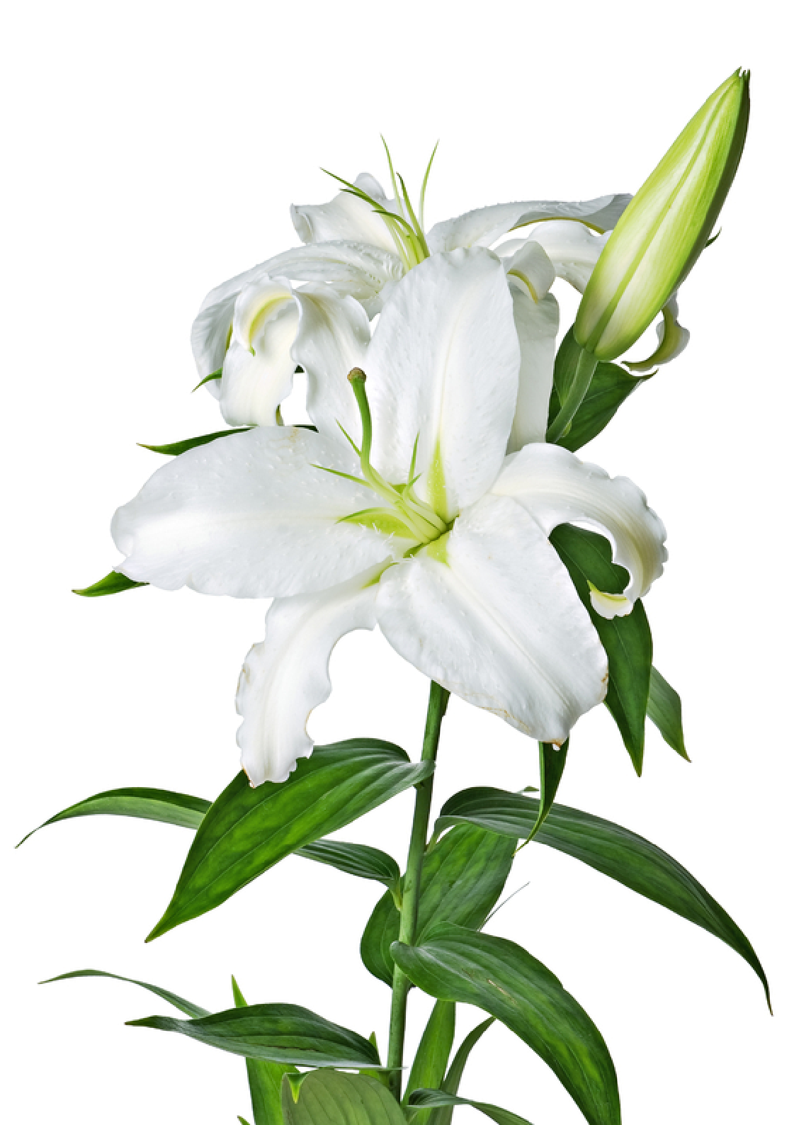 Lily Transparent PNG Image