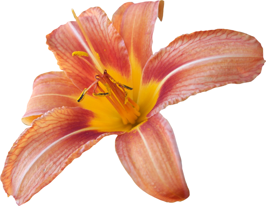 Lily Background Transparent PNG Image