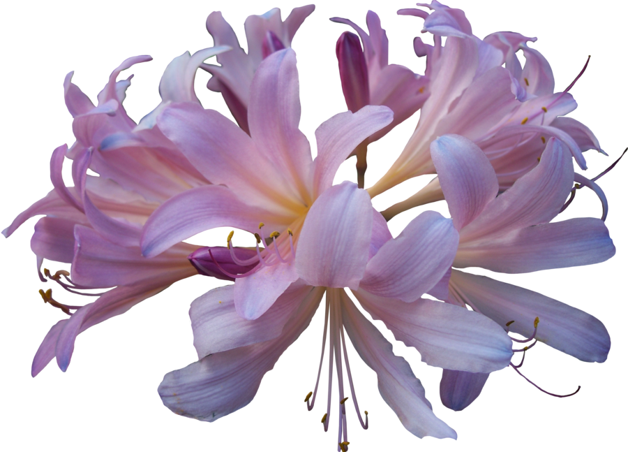 Lily Transparent PNG Image