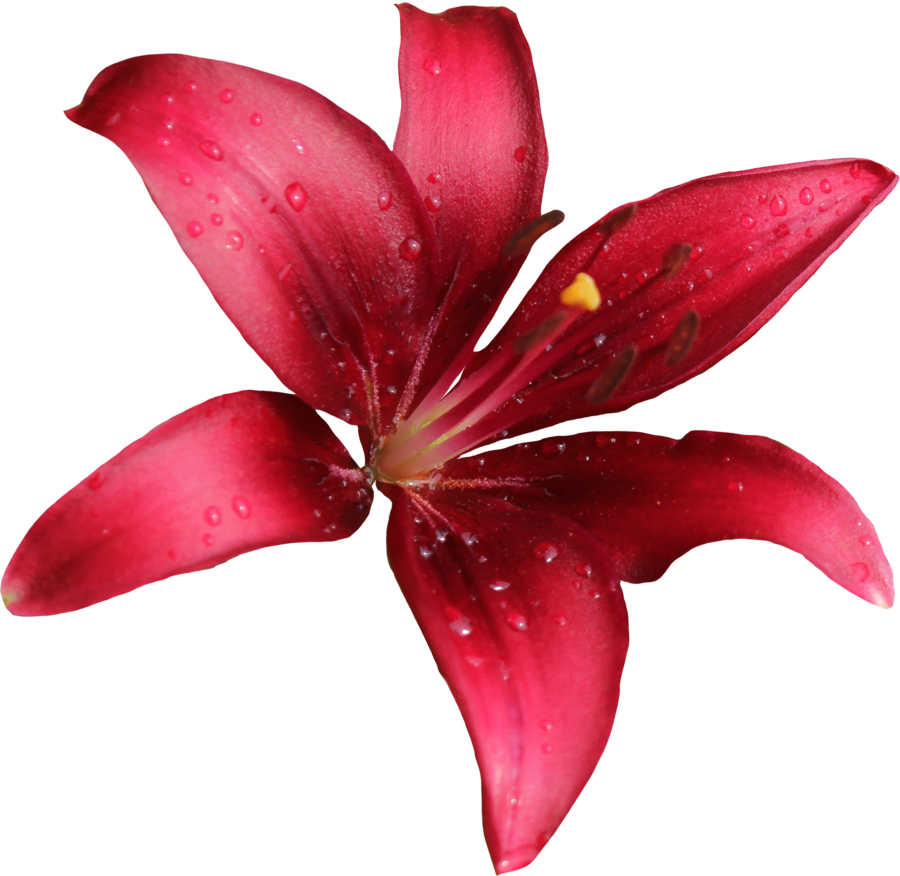 Lily Transparent PNG Image
