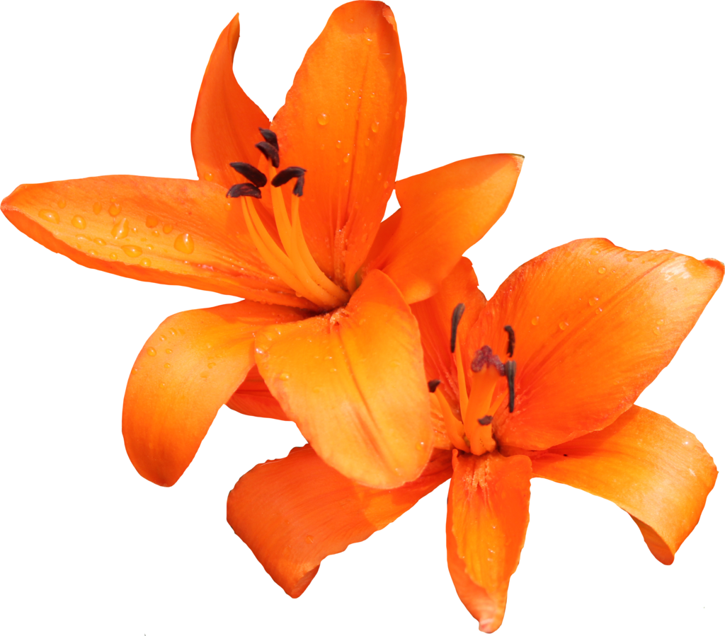 Lily Transparent PNG Image