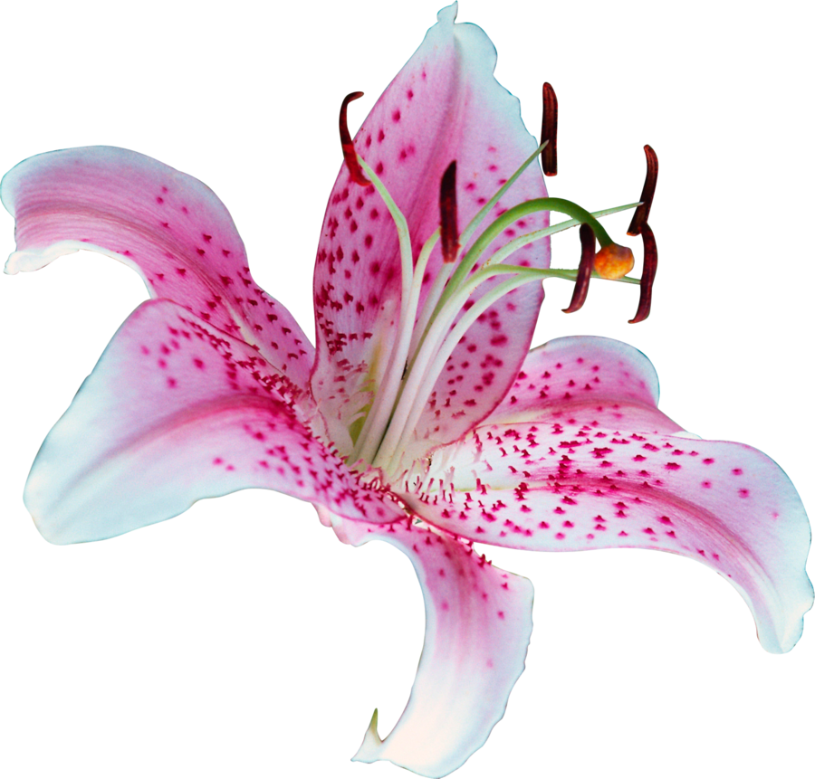 Lily Transparent PNG Image