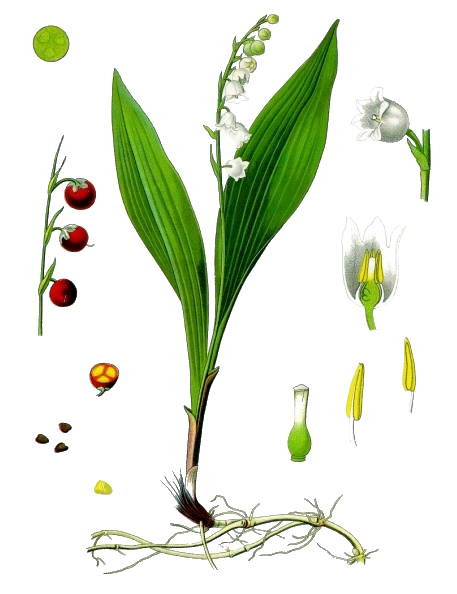 Lily Of The Valley Transparent PNG Image