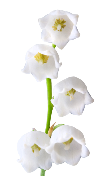 Lily Of The Valley Transparent PNG Image