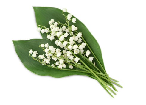 Lily Of The Valley Transparent PNG Image