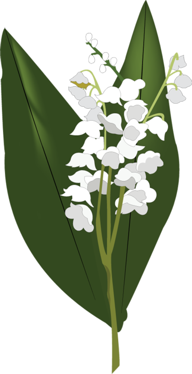 Lily Of The Valley Transparent PNG Image