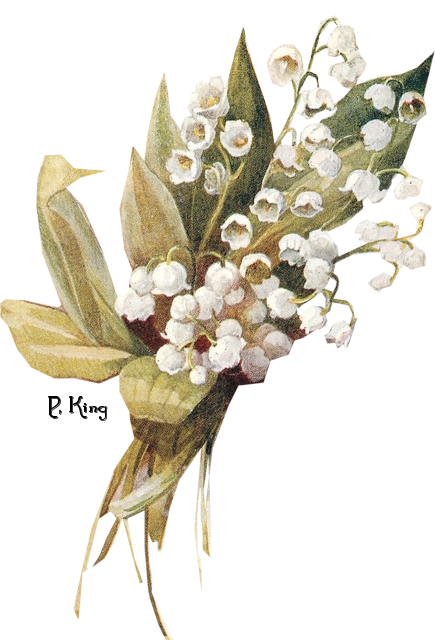 Lily Of The Valley Transparent PNG Image