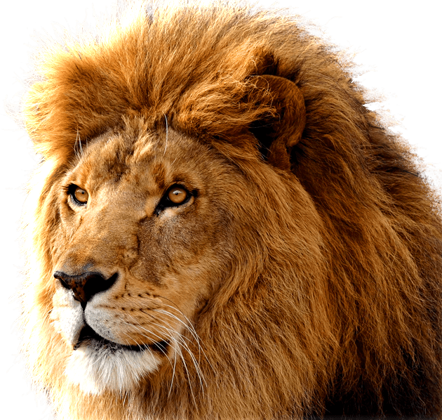 Lion Lions Transparent PNG Image