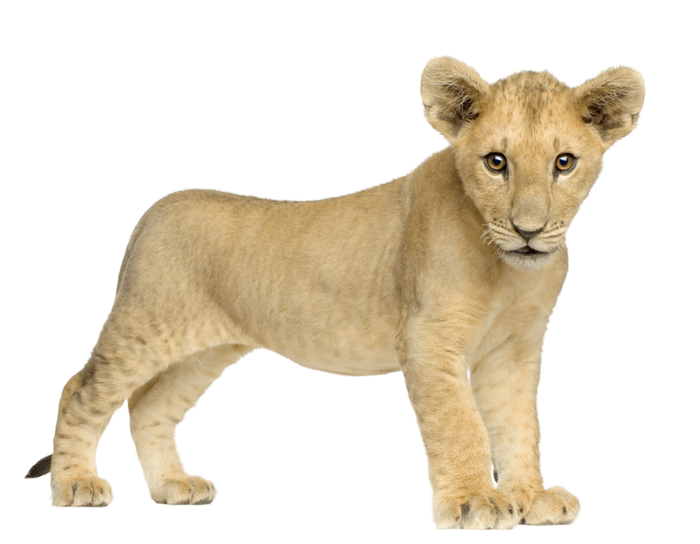 Lion Lions Transparent PNG Image