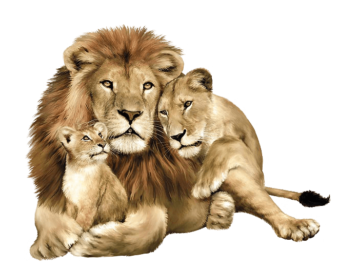 Lion Lions Transparent PNG Image