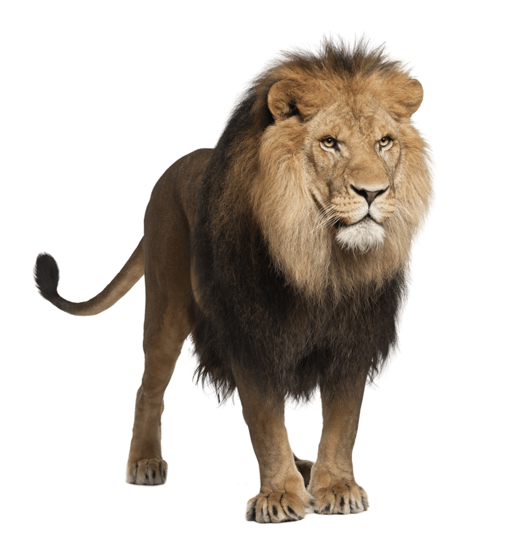 Lion Lions Transparent PNG Image