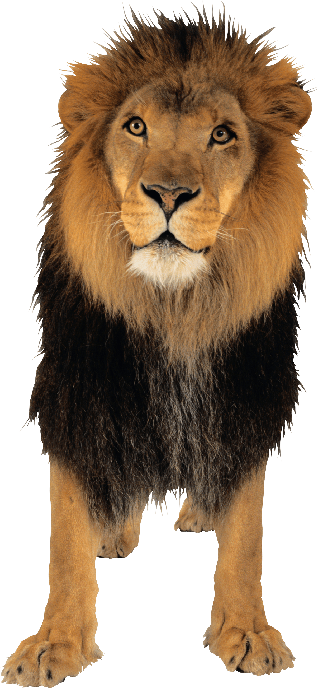 Lion Transparent PNG Image