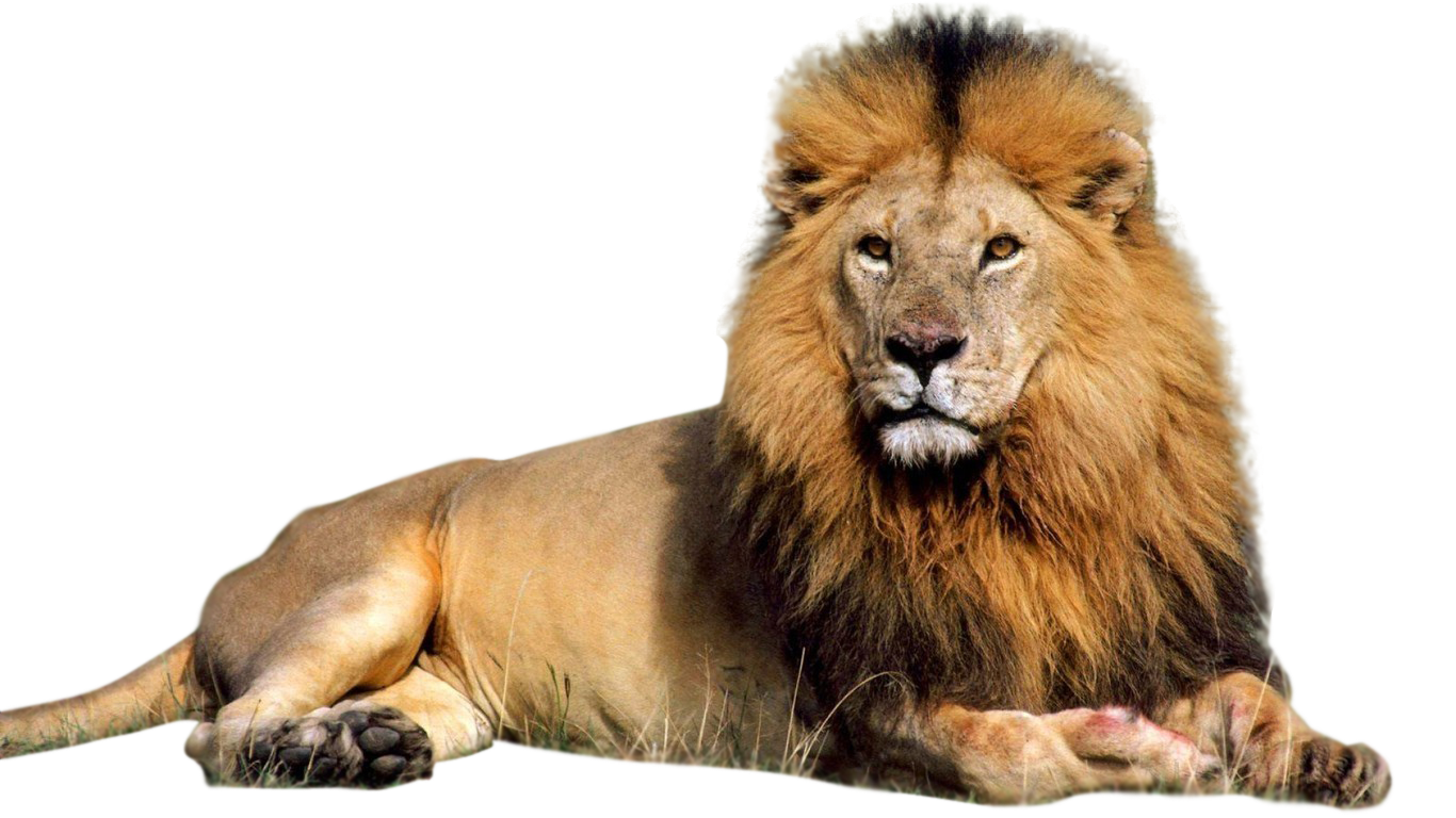 Lion Transparent PNG Image