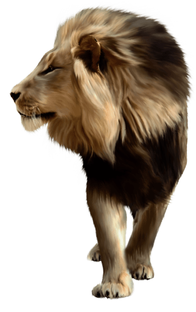Lion Lions Transparent PNG Image