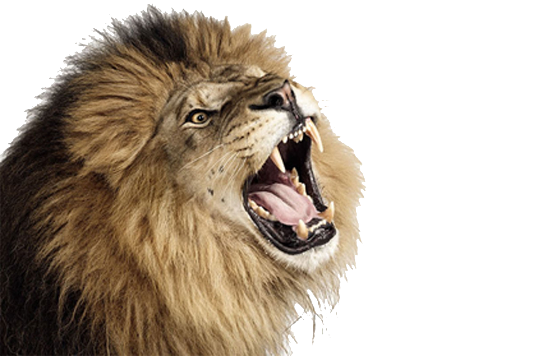 Roaring Lion Transparent PNG Image