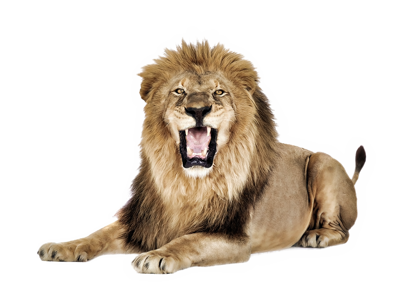 Lion Transparent PNG Image