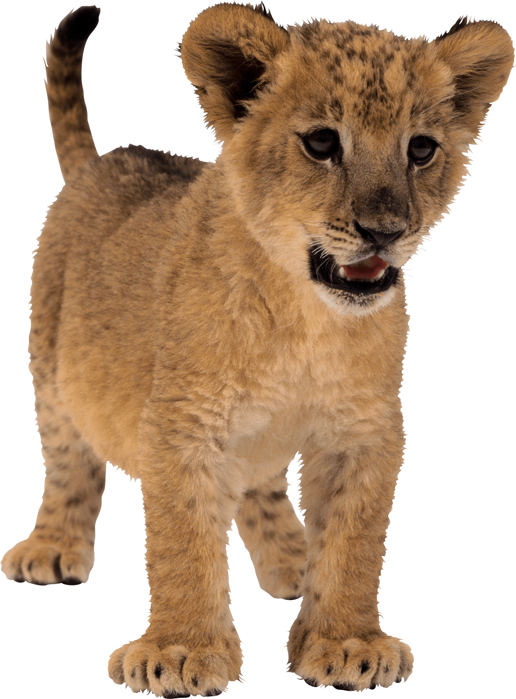 Small Lion Transparent PNG Image