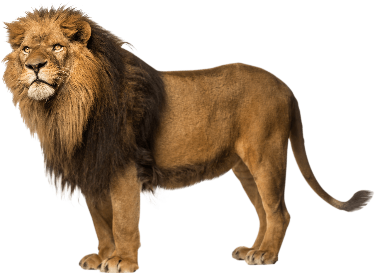 Lion Transparent PNG Image